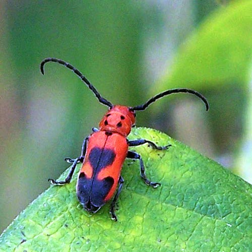 Blackened milkweed beetle